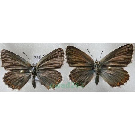 Polyommatus coridon (Poda, 1761) 2xfemale Poland73f
